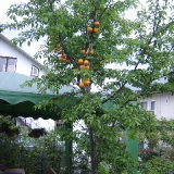 DSC09707