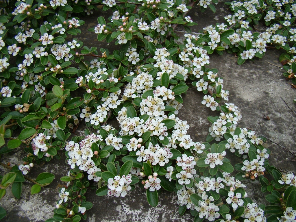 DSC03704.JPG