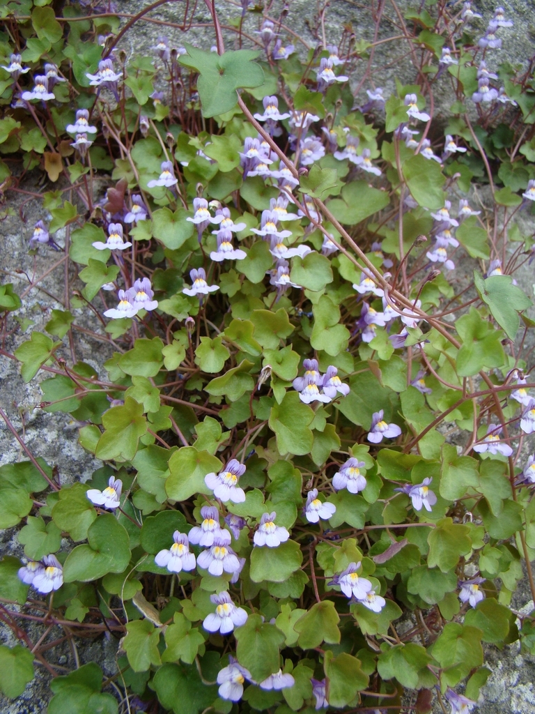 DSC03721.JPG
