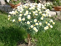 DSC03837