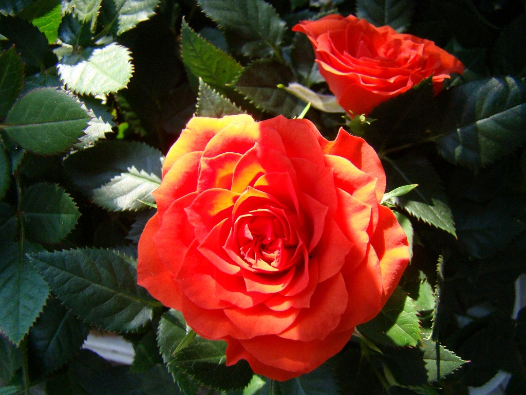 DSC03455.JPG