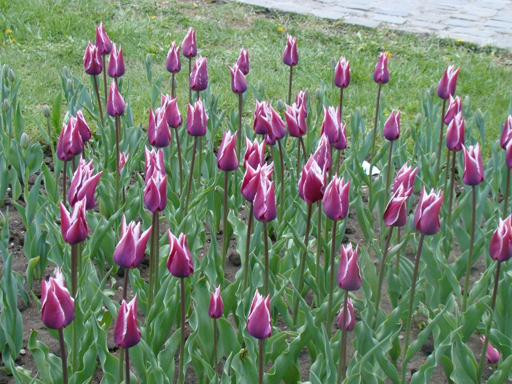 DSC03526.JPG