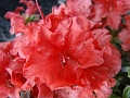 DSC03448