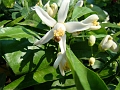 DSC03451