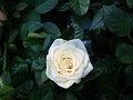 DSC03456