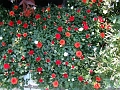 DSC03458
