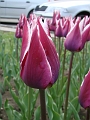 DSC03527