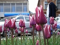 DSC03528