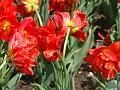 DSC03529