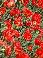 DSC03530