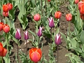 DSC03537
