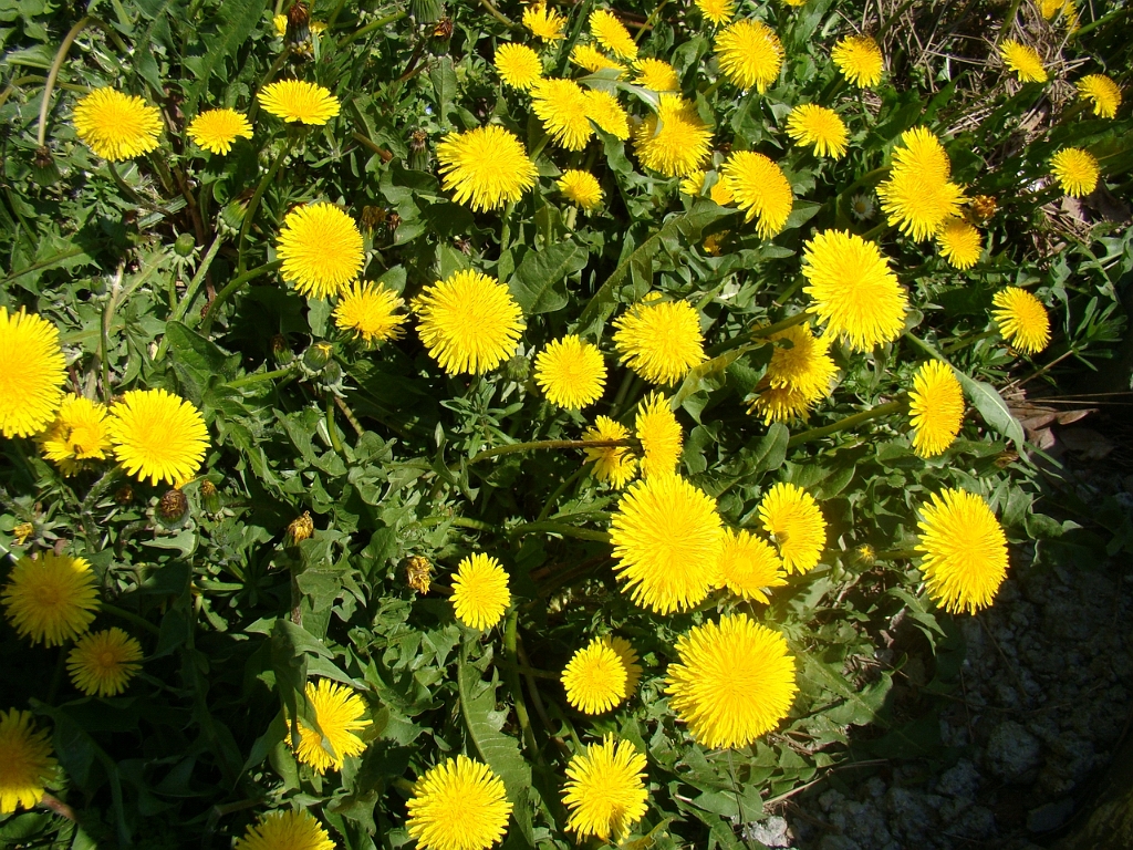 DSC03563.JPG