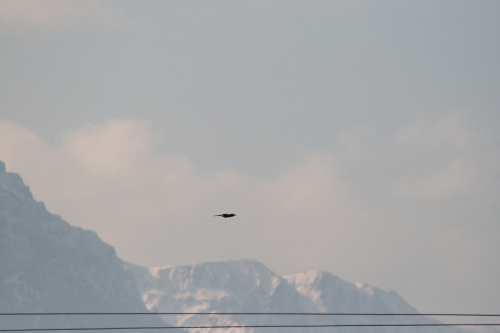 IMG_2729.JPG