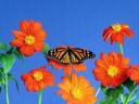 Flowerses_and_butterfly_-_Desktop_Wallpapers.jpg