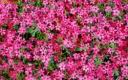 Widescreen_Flowers_Poze_Cu_Flori_Wallpapers_Imagini_Flori_pe_Desktop_1234877519.jpg