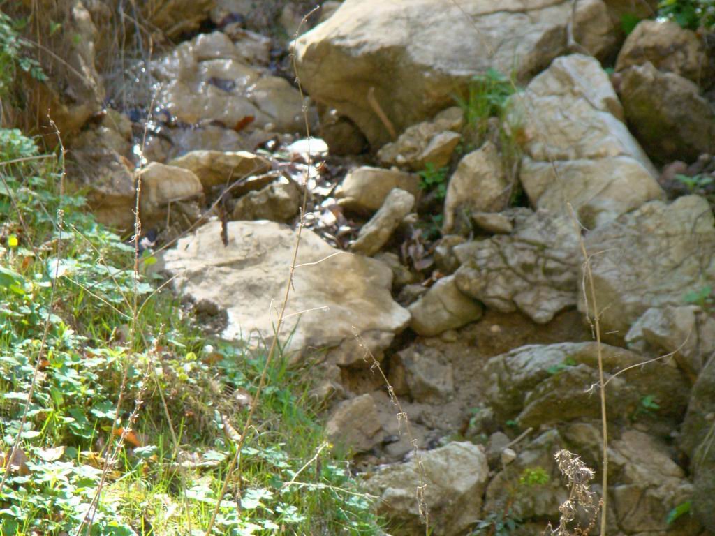 dsc06566.jpg