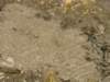 dsc06571_small.jpg