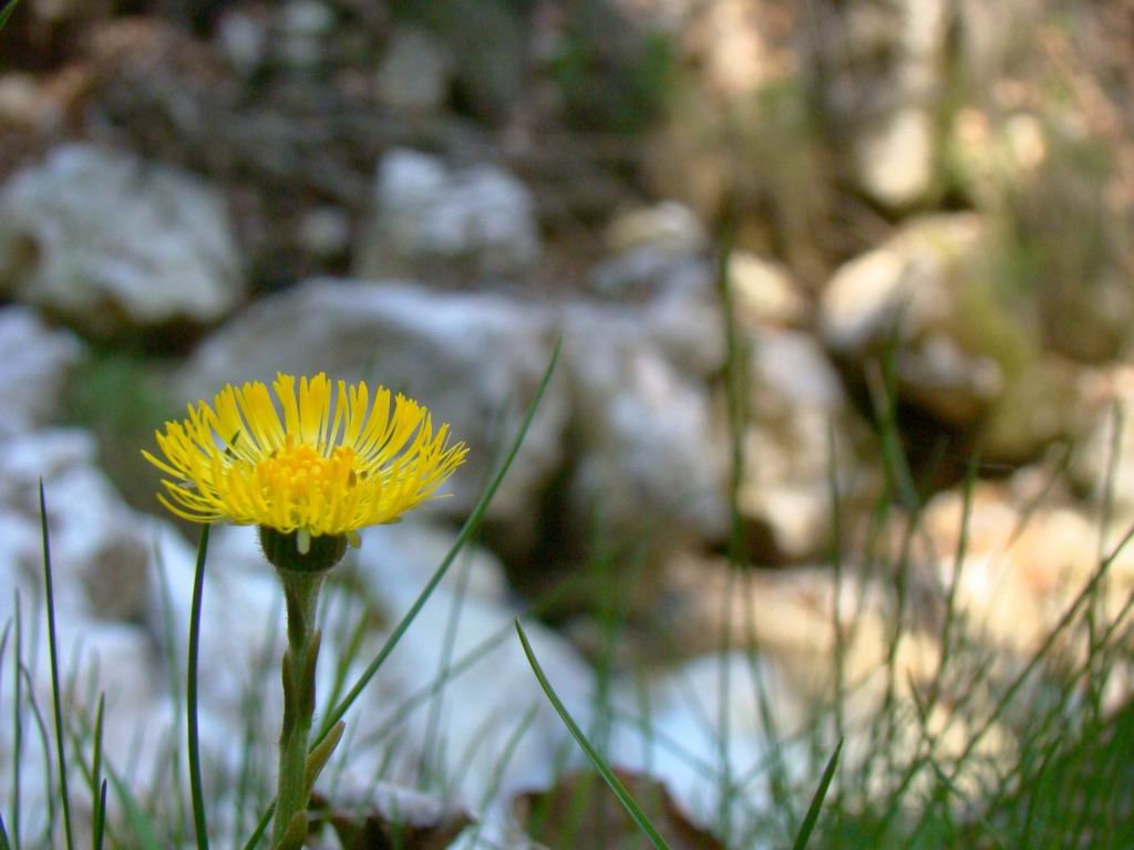 dsc06630.jpg