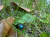 dsc06633_small.jpg