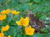 dsc06637_small.jpg
