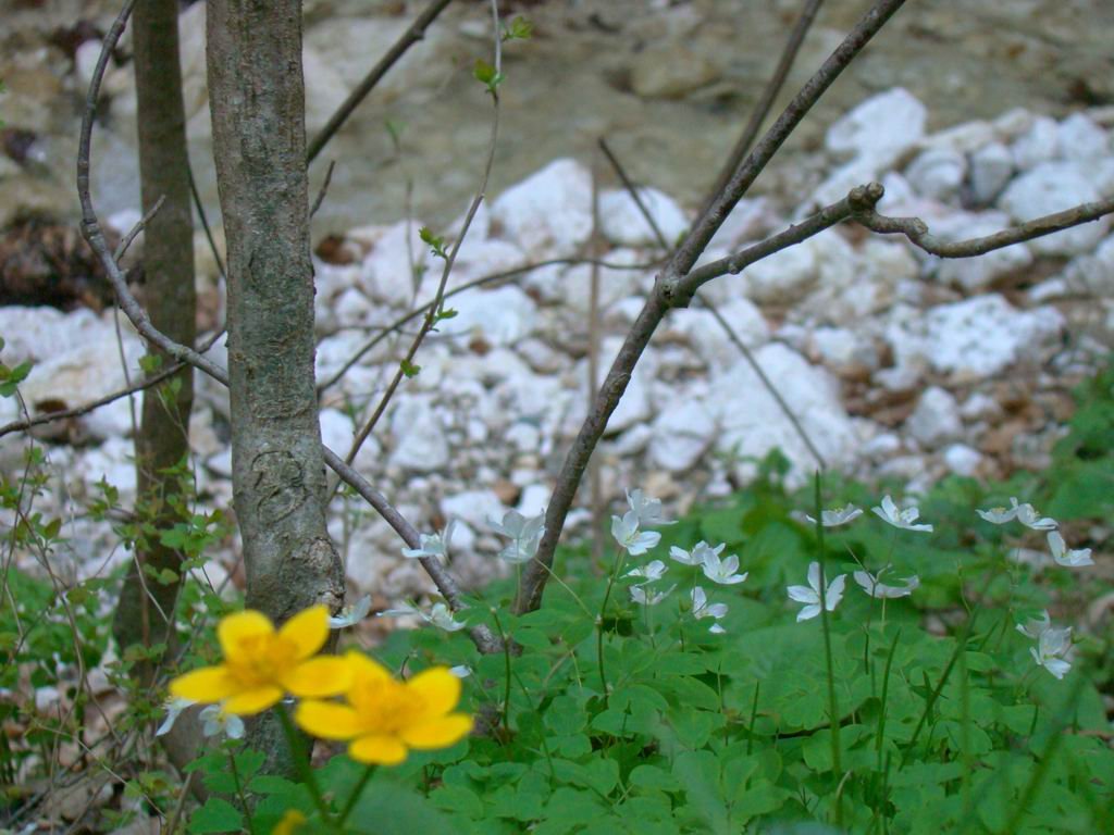 dsc06644.jpg