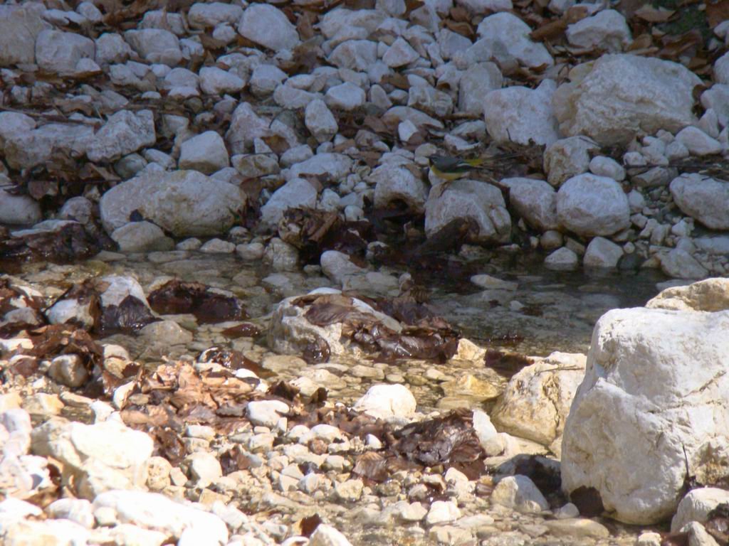 dsc06658.jpg