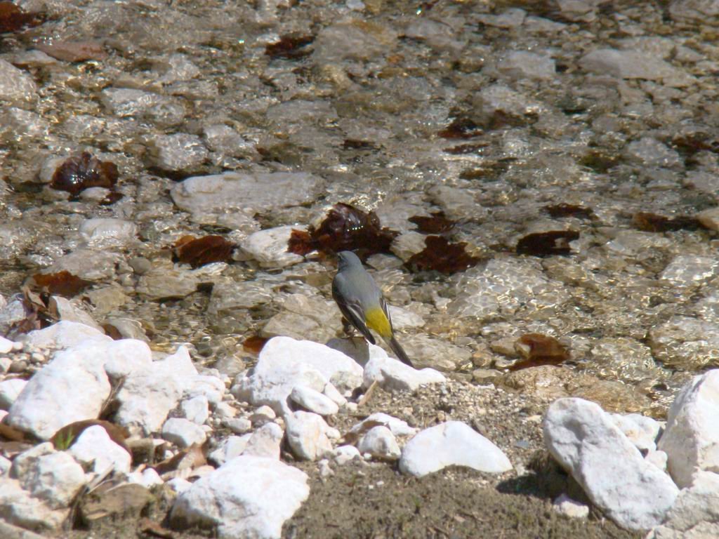 dsc06660.jpg