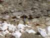dsc06660_small.jpg