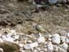 dsc06661_small.jpg