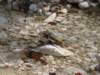 dsc06662_small.jpg