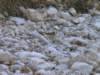 dsc06663_small.jpg