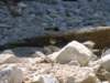 dsc06665_small.jpg