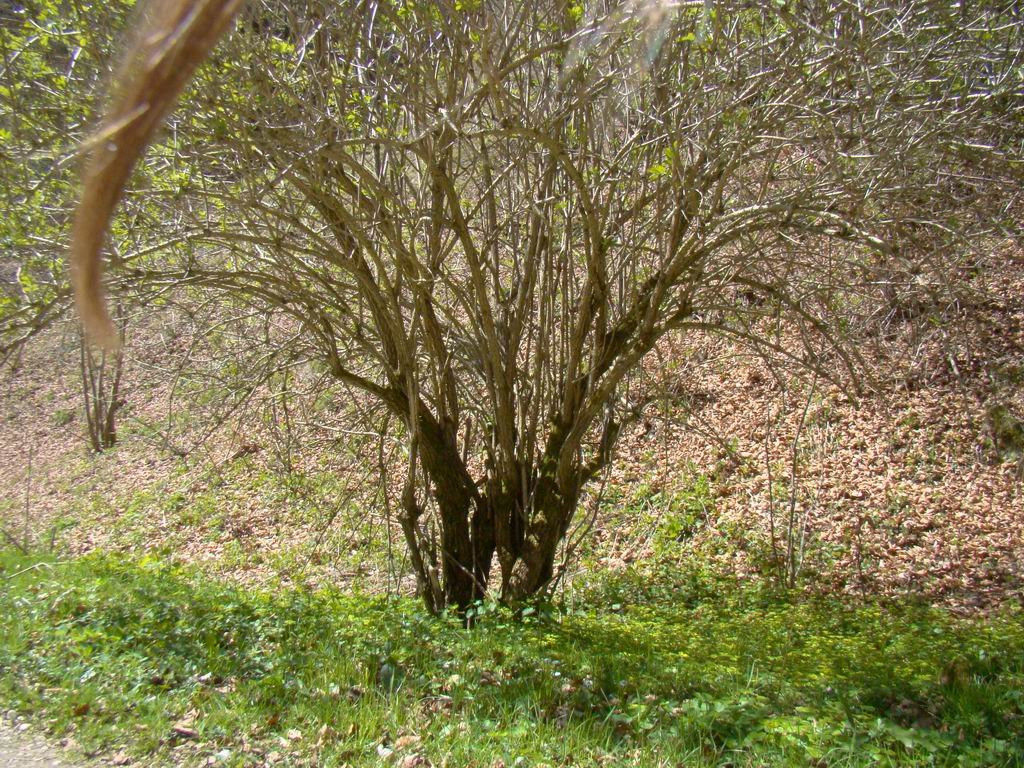dsc06670.jpg