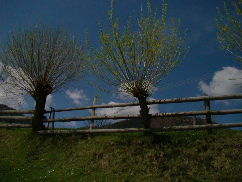 dsc06681.jpg