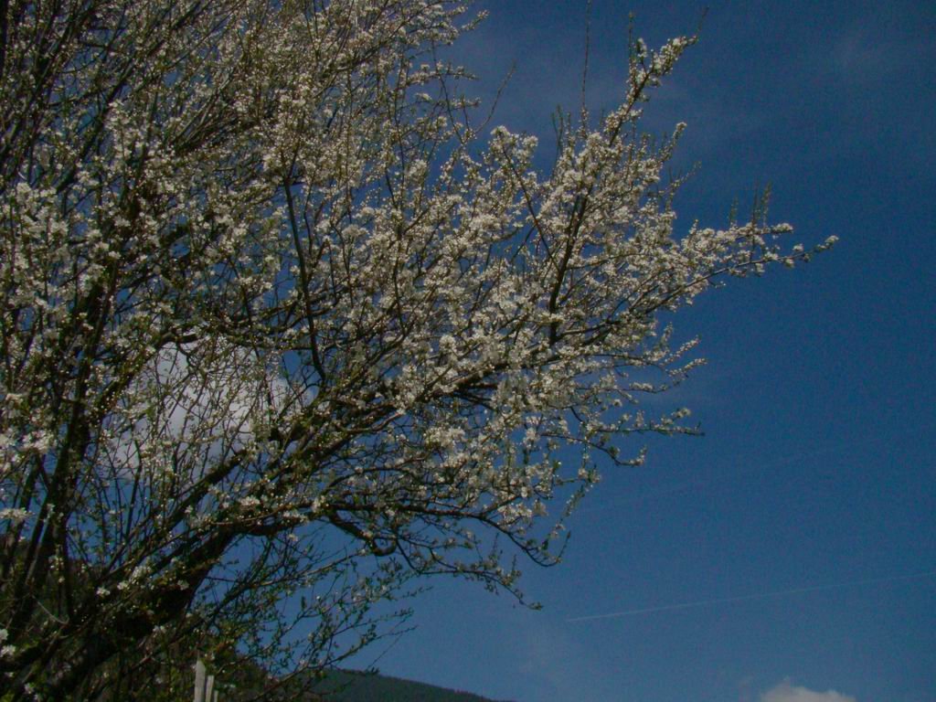 dsc06683.jpg