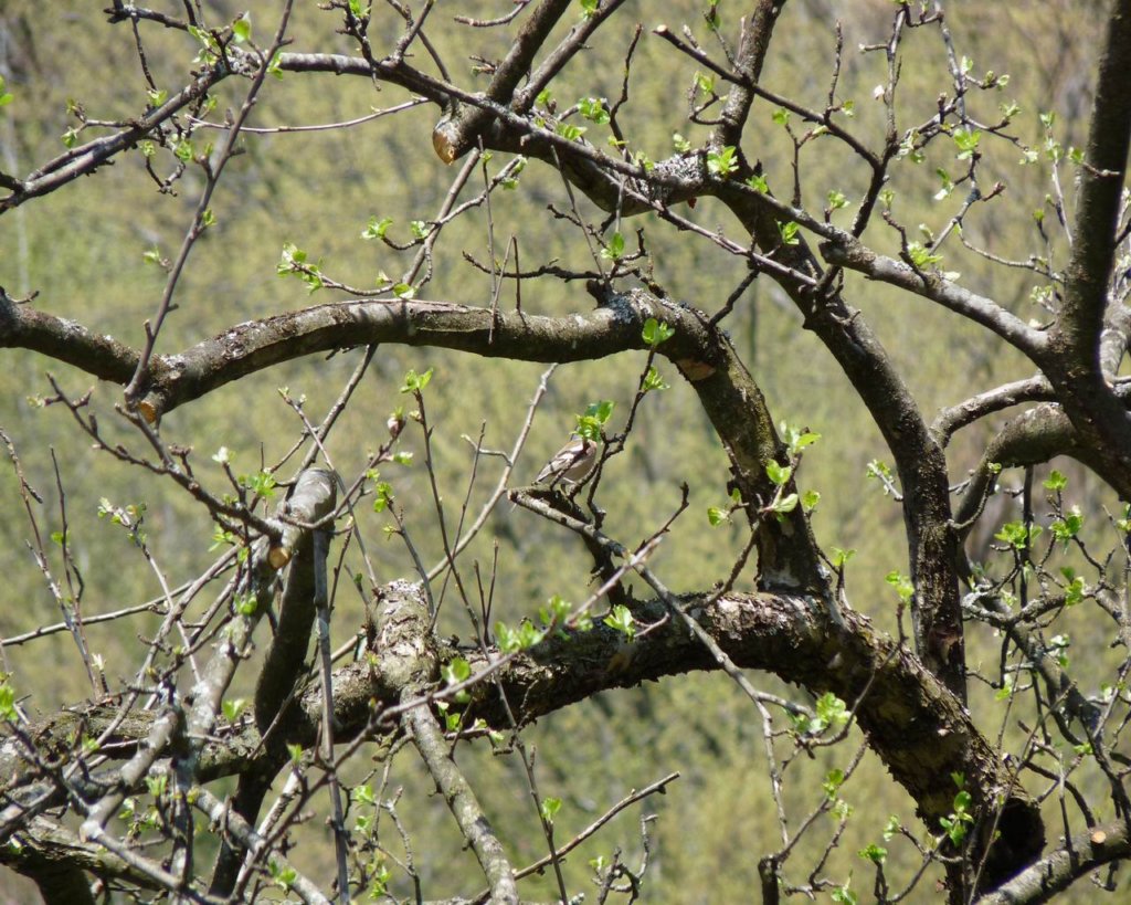 p1000252.jpg