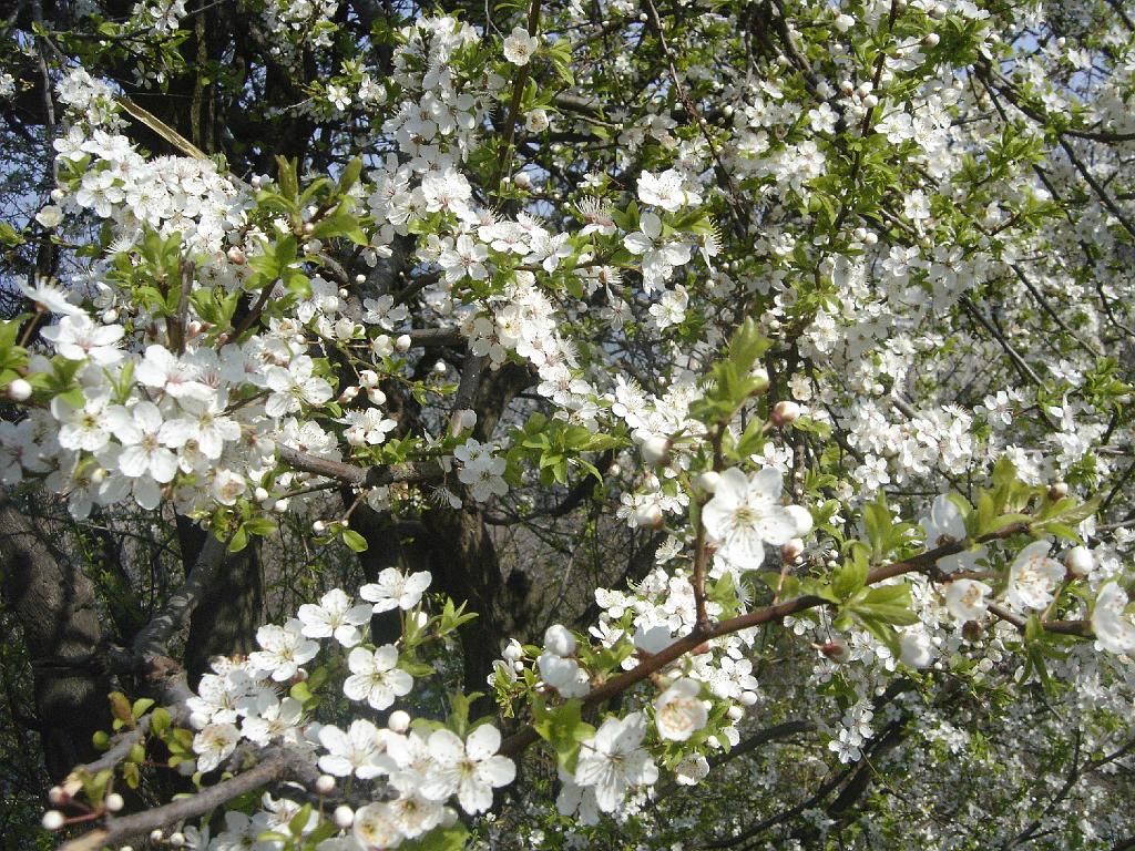 DSC03924.JPG