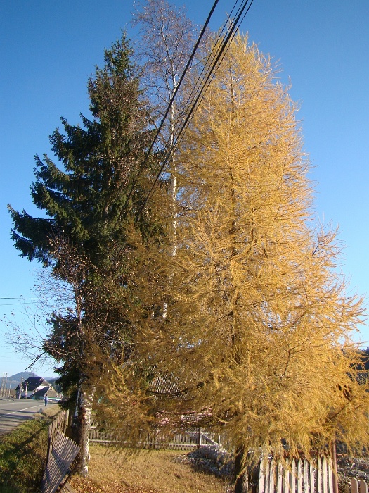 DSC07683