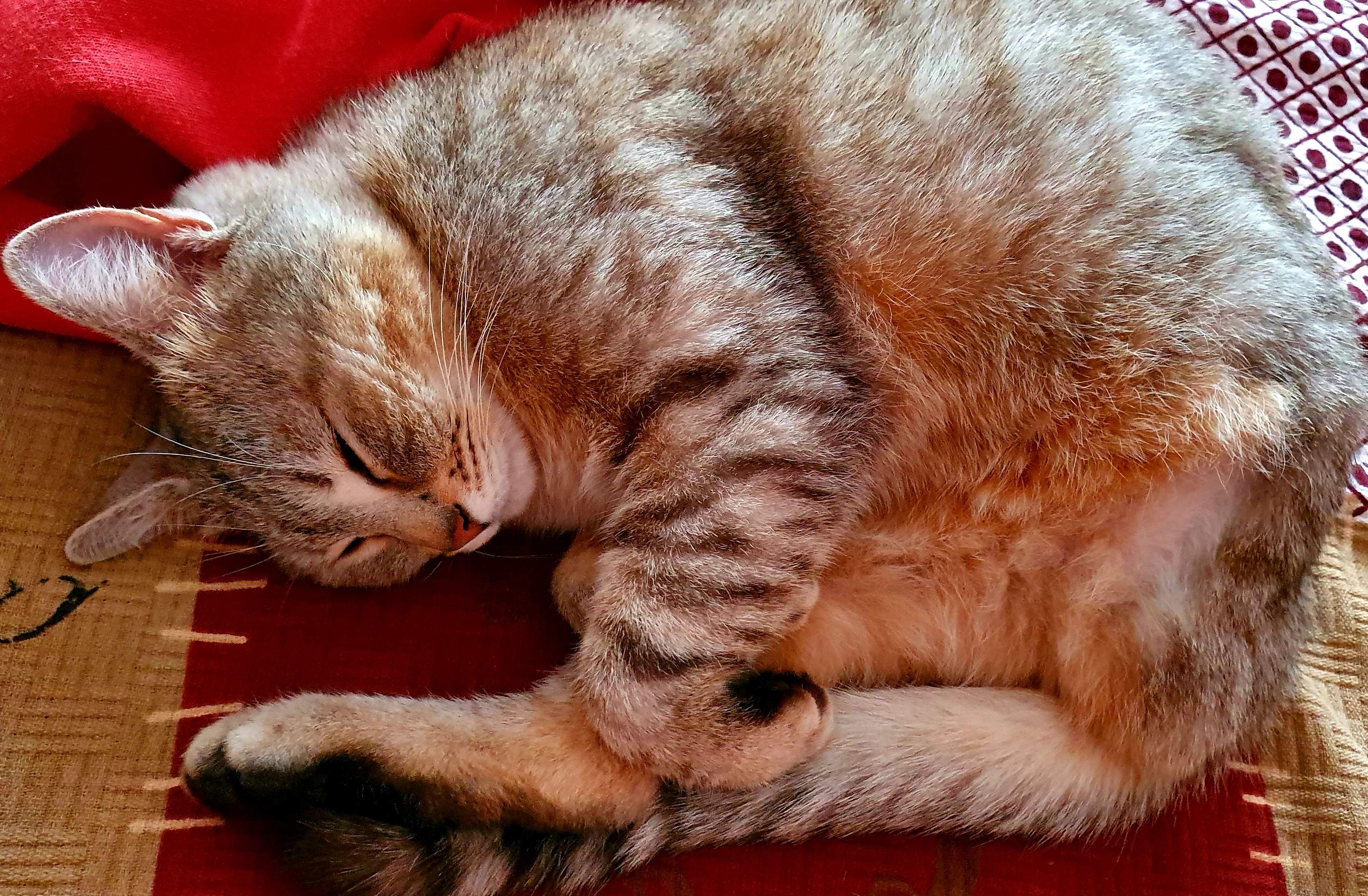 Pisica Whiskas